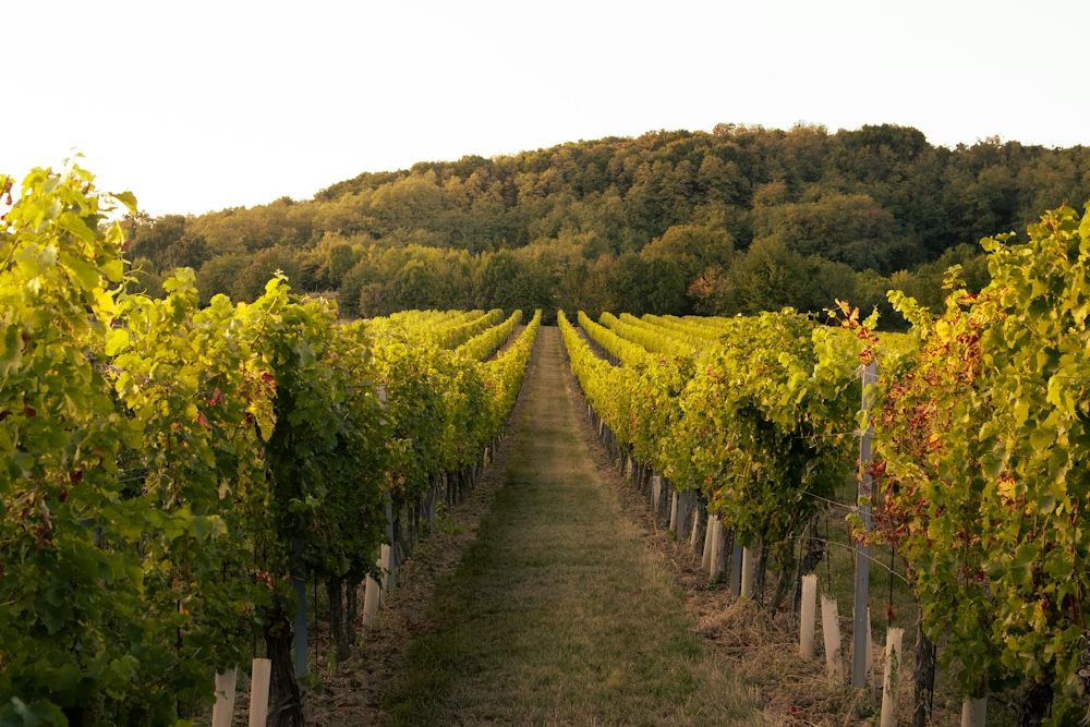 A path down a winery surrounded by vines